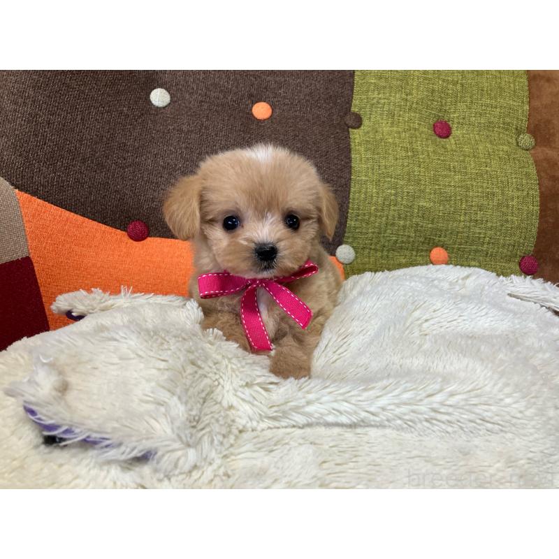 販売中の福岡県のマルプー:マルチーズ×トイプードル-422825の5枚目