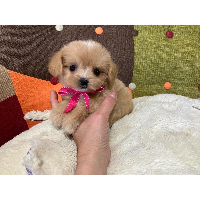 販売中の福岡県のマルプー:マルチーズ×トイプードル-422825の4枚目