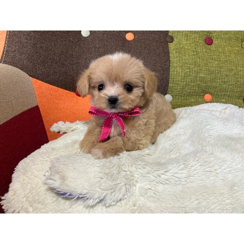 販売中の福岡県のマルプー:マルチーズ×トイプードル-422825の3枚目