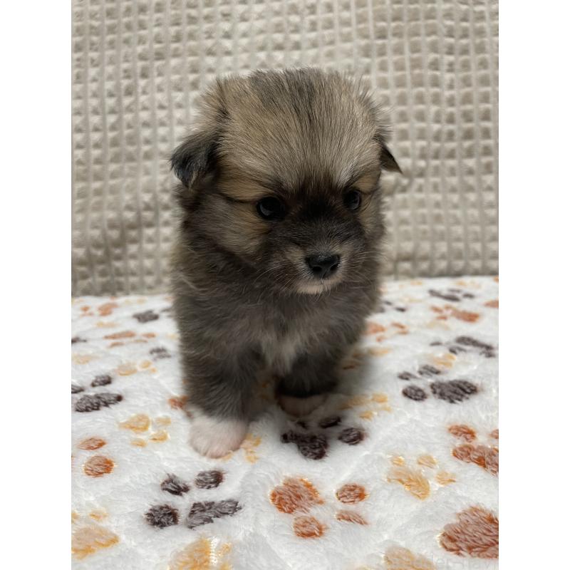 販売中の大阪府のポメチワ:ポメラニアン×チワワ-422826の9枚目