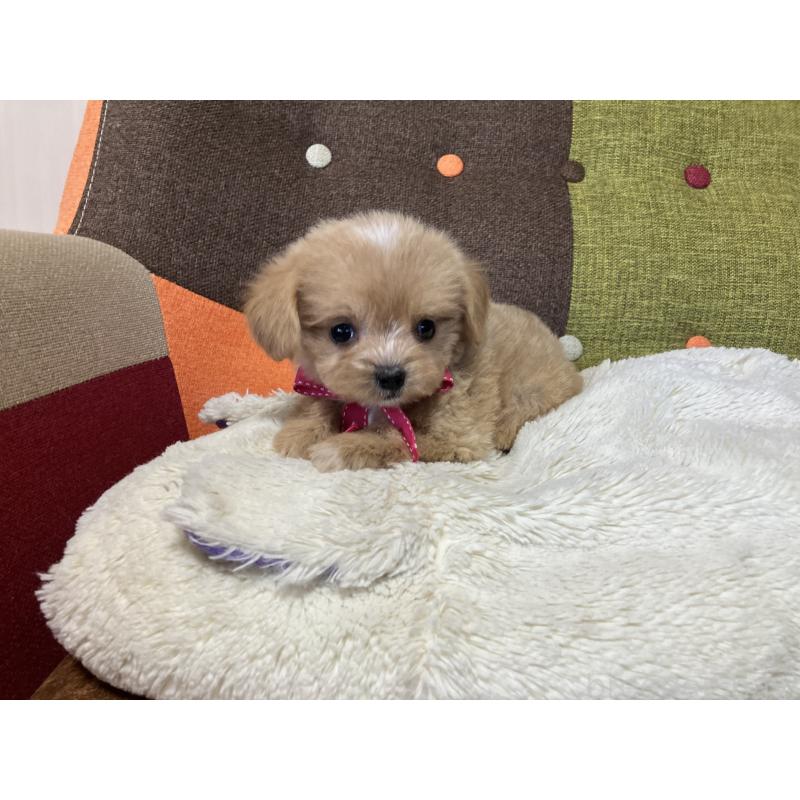 販売中の福岡県のマルプー:マルチーズ×トイプードル-422825の2枚目