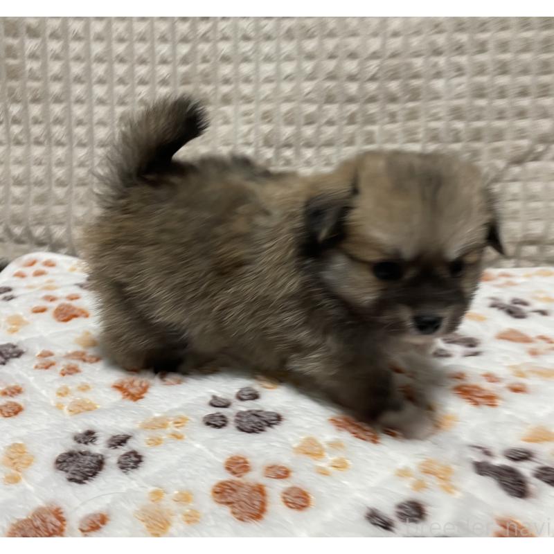 販売中の大阪府のポメチワ:ポメラニアン×チワワ-422826の8枚目