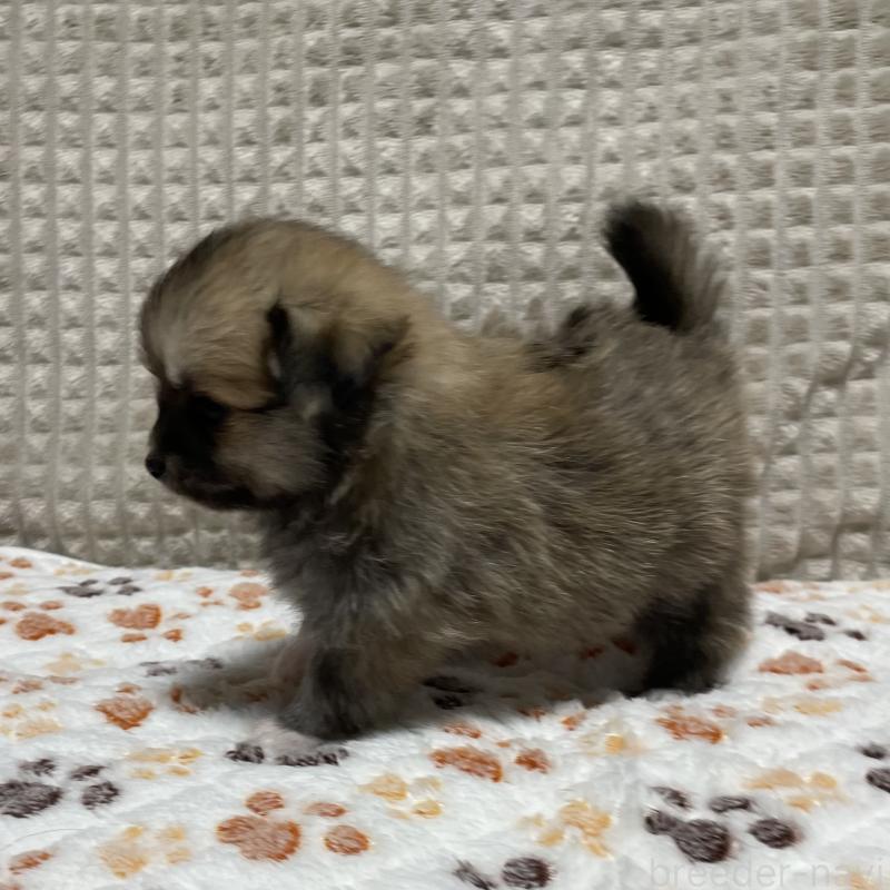 販売中の大阪府のポメチワ:ポメラニアン×チワワ-422826の7枚目