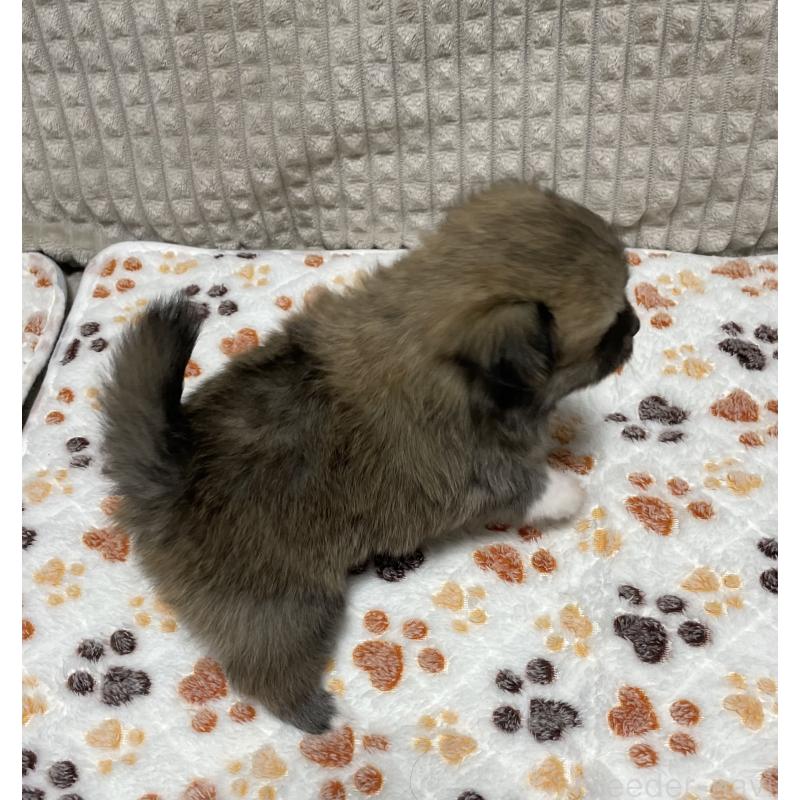 販売中の大阪府のポメチワ:ポメラニアン×チワワ-422826の6枚目