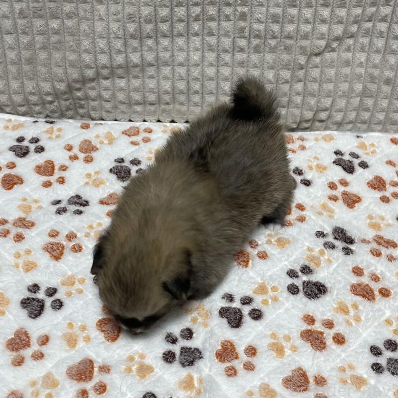 販売中の大阪府のポメチワ:ポメラニアン×チワワ-422826の5枚目