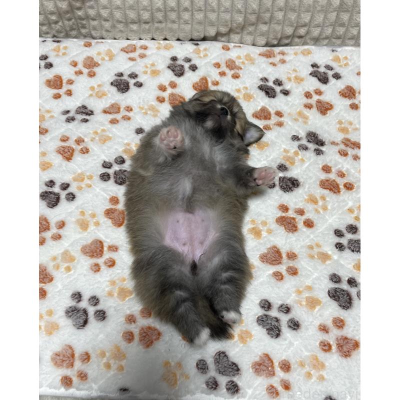 販売中の大阪府のポメチワ:ポメラニアン×チワワ-422826の4枚目