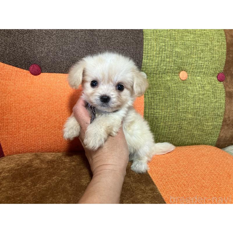 販売中の福岡県のマルプー:マルチーズ×トイプードル-422827の1枚目