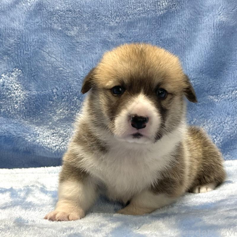 販売中の大阪府のウェルシュコーギーペンブローク-422828の10枚目