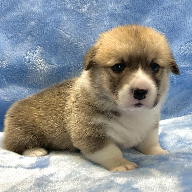 販売中の大阪府のウェルシュコーギーペンブローク-422828の9枚目