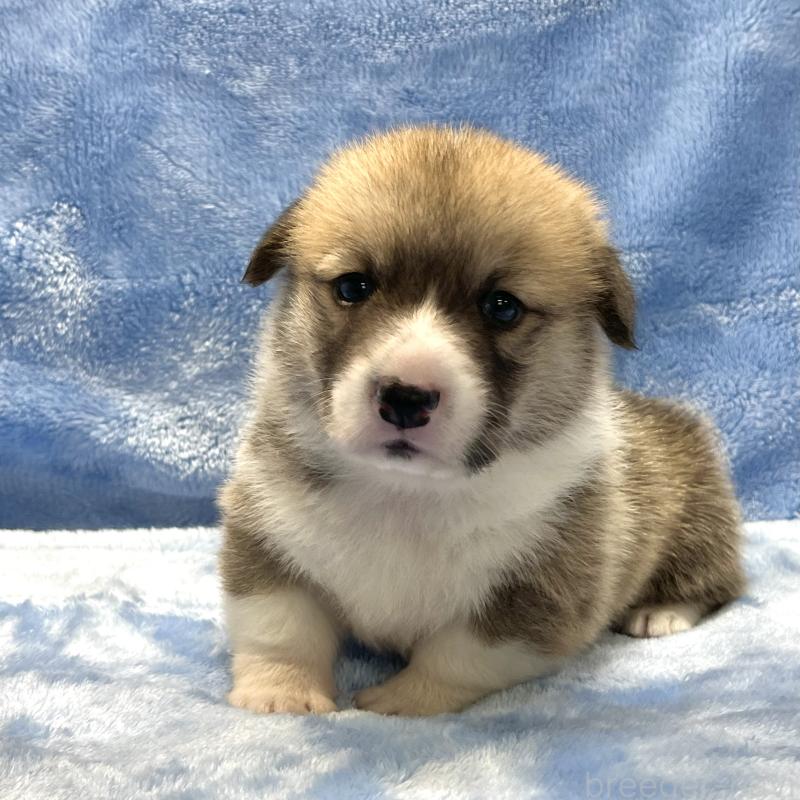 販売中の大阪府のウェルシュコーギーペンブローク-422828の8枚目