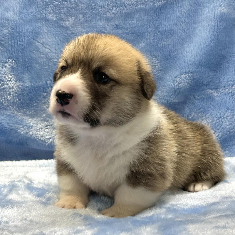 販売中の大阪府のウェルシュコーギーペンブローク-422828の7枚目