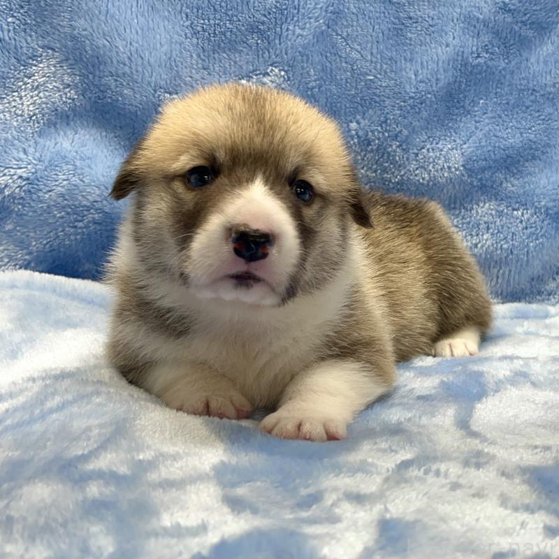 販売中の大阪府のウェルシュコーギーペンブローク-422828の6枚目