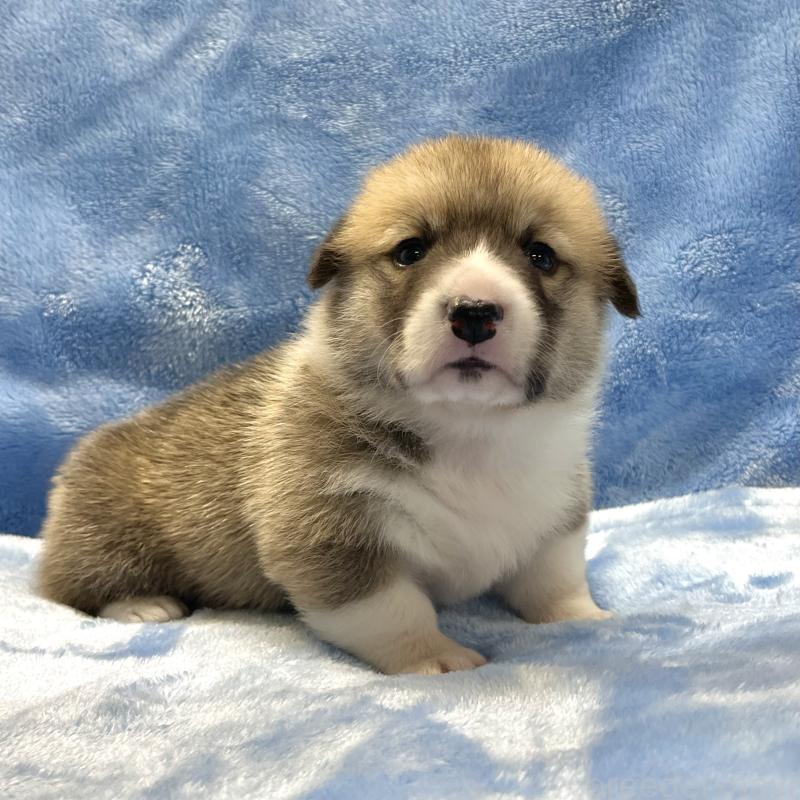 販売中の大阪府のウェルシュコーギーペンブローク-422828の5枚目