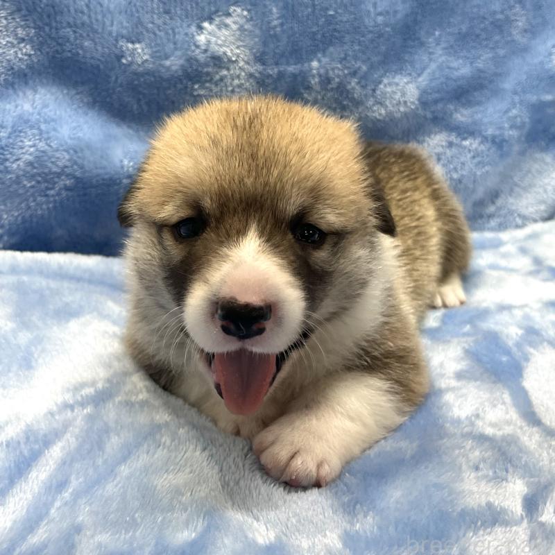 販売中の大阪府のウェルシュコーギーペンブローク-422828の4枚目