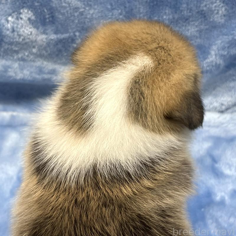 販売中の大阪府のウェルシュコーギーペンブローク-422828の3枚目