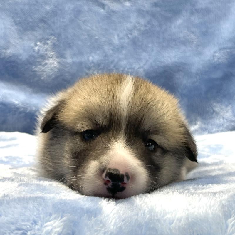 販売中の大阪府のウェルシュコーギーペンブローク-422829の1枚目