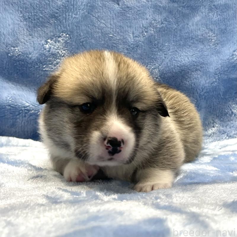 販売中の大阪府のウェルシュコーギーペンブローク-422829の12枚目