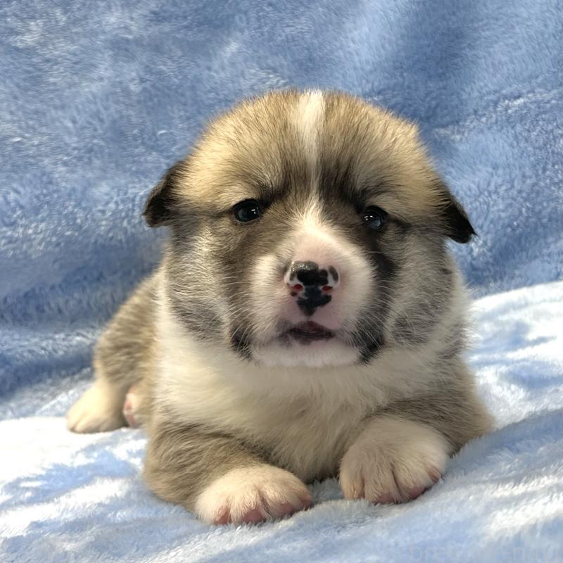 販売中の大阪府のウェルシュコーギーペンブローク-422829の11枚目