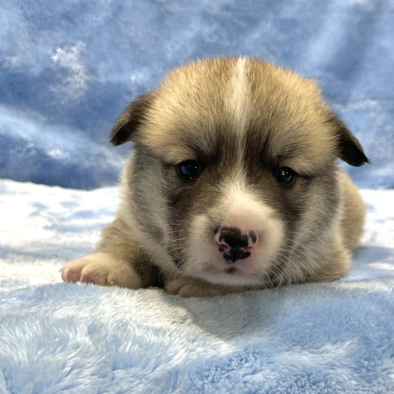 販売中の大阪府のウェルシュコーギーペンブローク-422829の10枚目