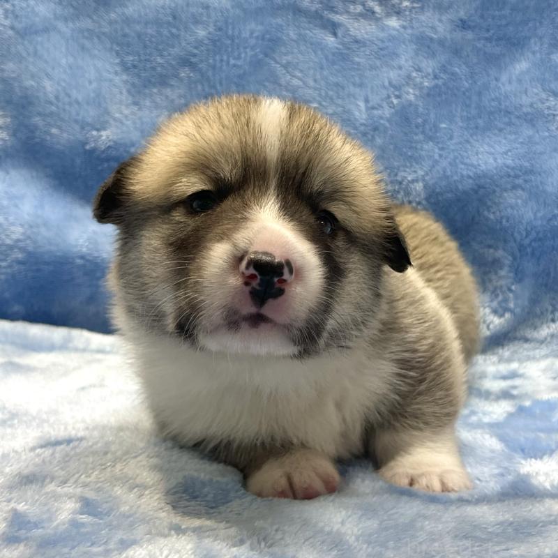 販売中の大阪府のウェルシュコーギーペンブローク-422829の9枚目