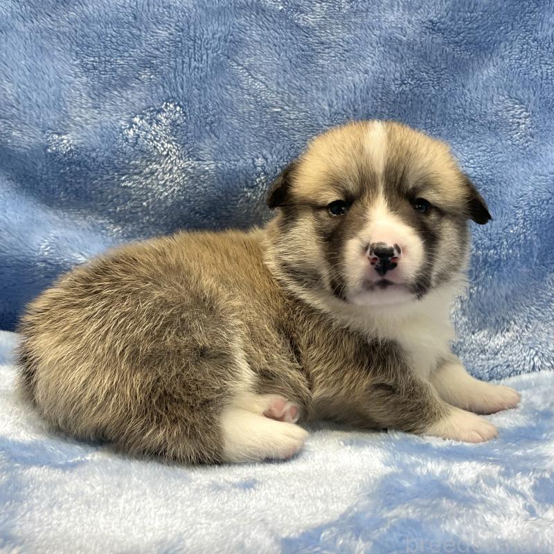 販売中の大阪府のウェルシュコーギーペンブローク-422829の8枚目