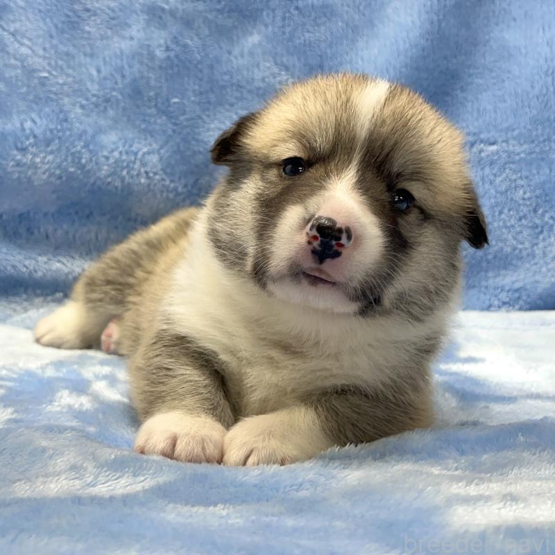 販売中の大阪府のウェルシュコーギーペンブローク-422829の7枚目