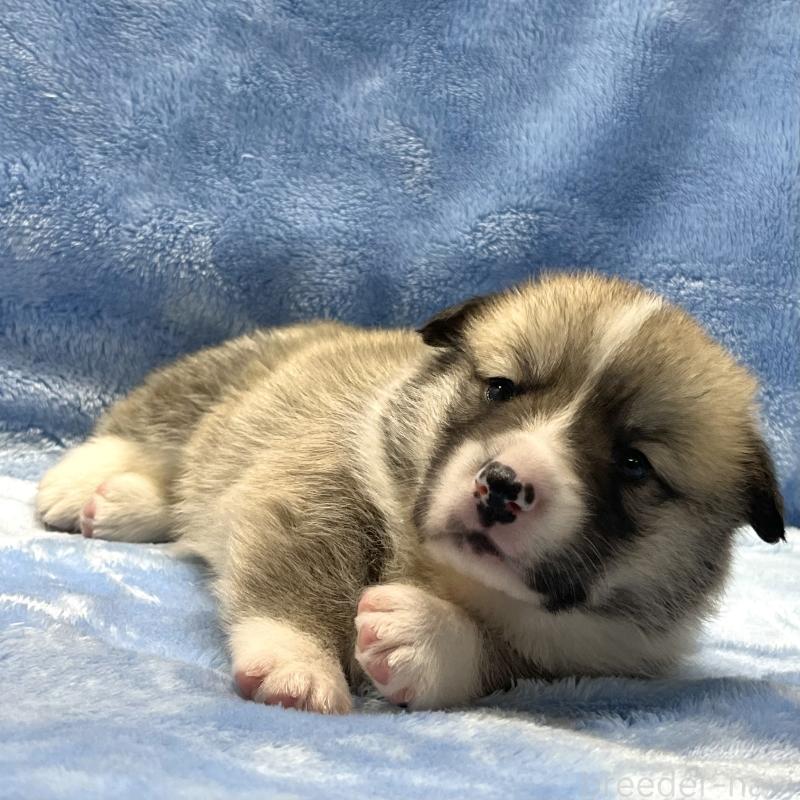 販売中の大阪府のウェルシュコーギーペンブローク-422829の6枚目