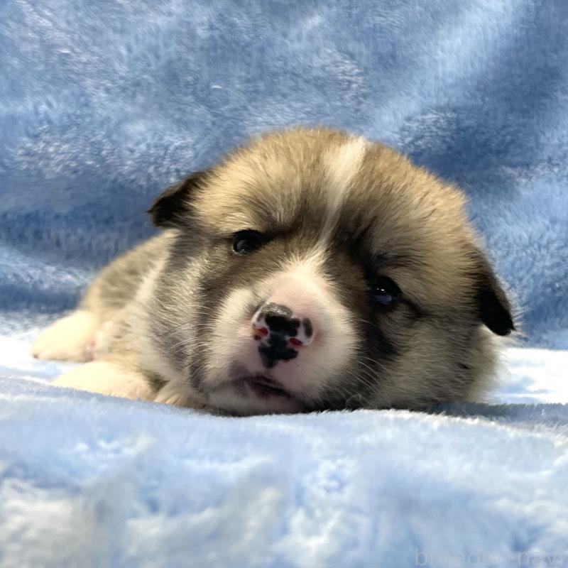 販売中の大阪府のウェルシュコーギーペンブローク-422829の5枚目