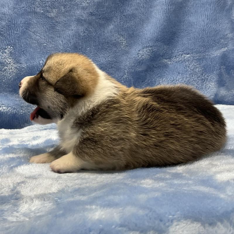 販売中の大阪府のウェルシュコーギーペンブローク-422829の4枚目