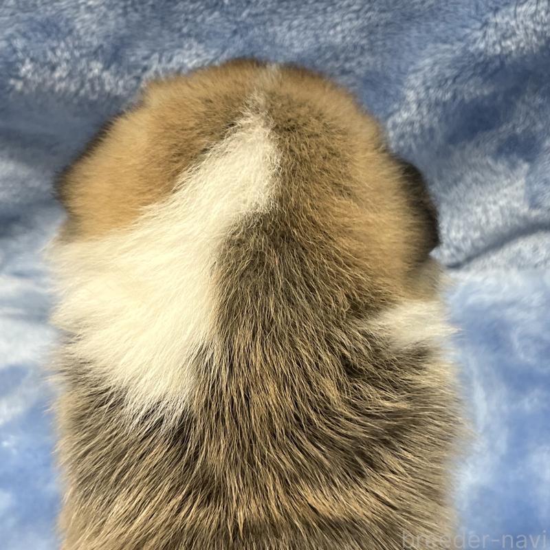 販売中の大阪府のウェルシュコーギーペンブローク-422829の3枚目