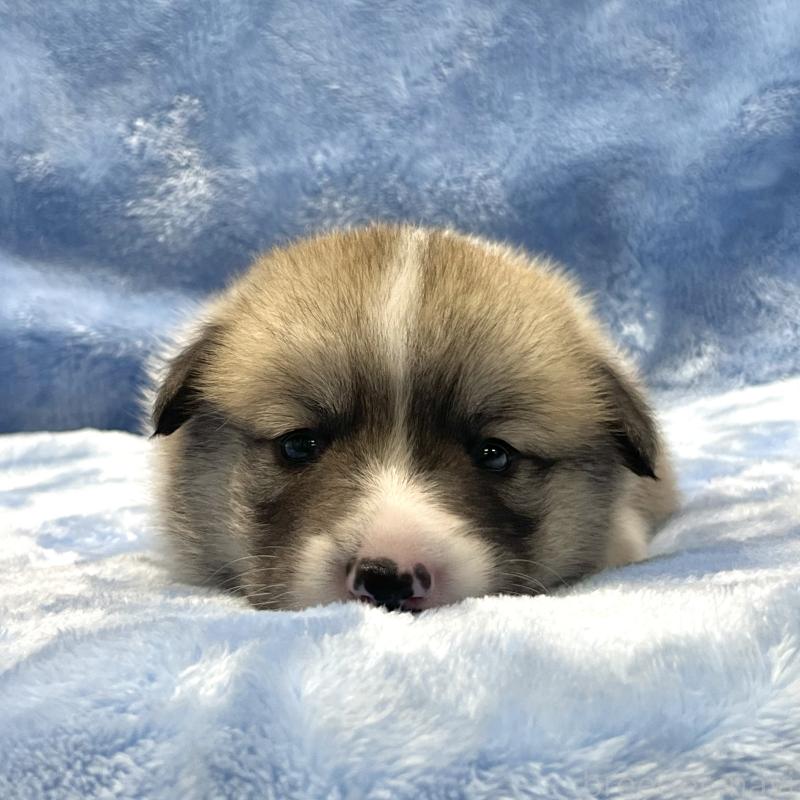 販売中の大阪府のウェルシュコーギーペンブローク-422829の2枚目