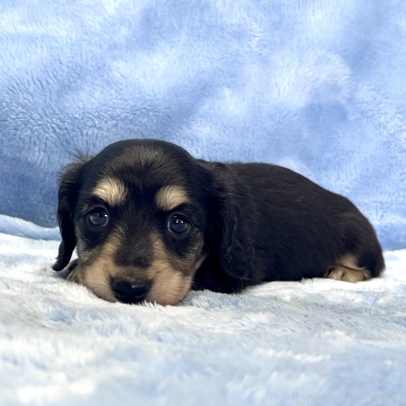 販売中の大阪府のミニチュアダックスフンド(ロングヘアード)-420114