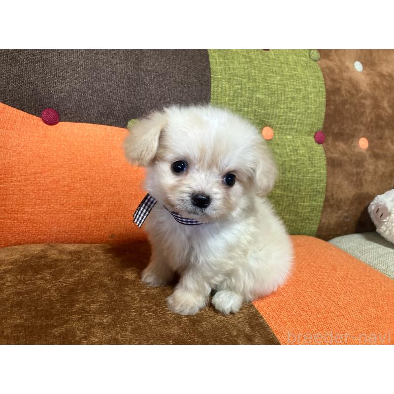 販売中の福岡県のマルプー:マルチーズ×トイプードル-422827の11枚目