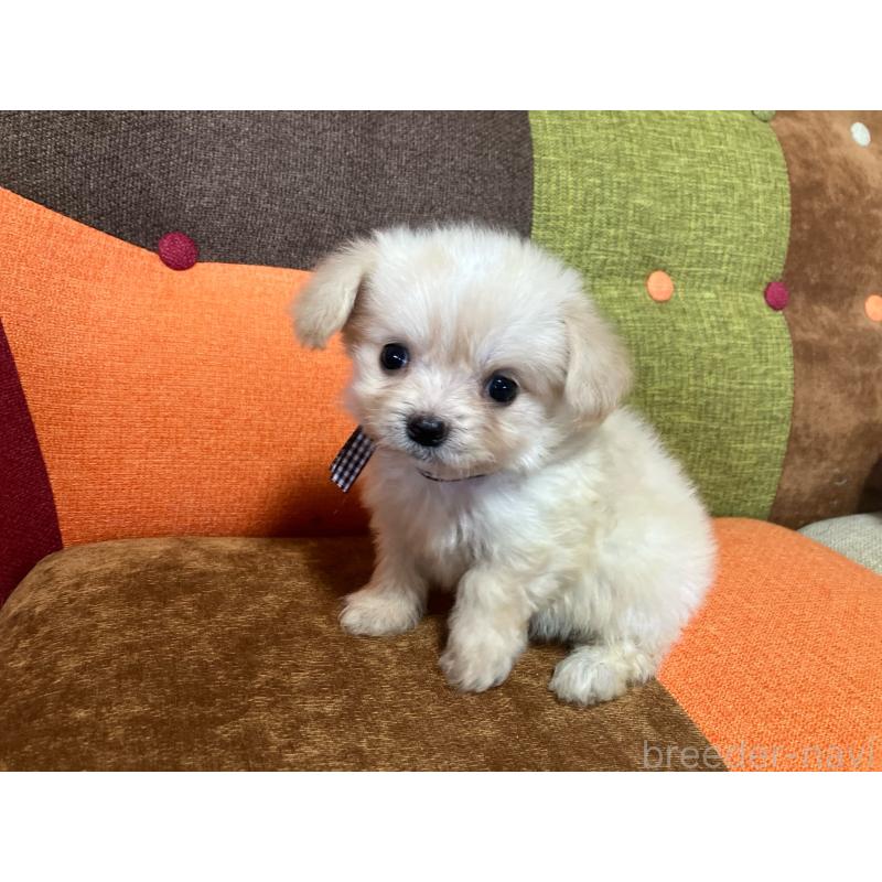 販売中の福岡県のマルプー:マルチーズ×トイプードル-422827の10枚目