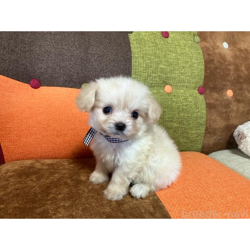 販売中の福岡県のマルプー:マルチーズ×トイプードル-422827の9枚目