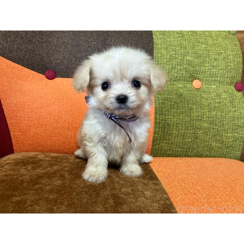 販売中の福岡県のマルプー:マルチーズ×トイプードル-422827の8枚目