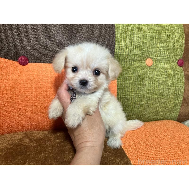 販売中の福岡県のマルプー:マルチーズ×トイプードル-422827の7枚目