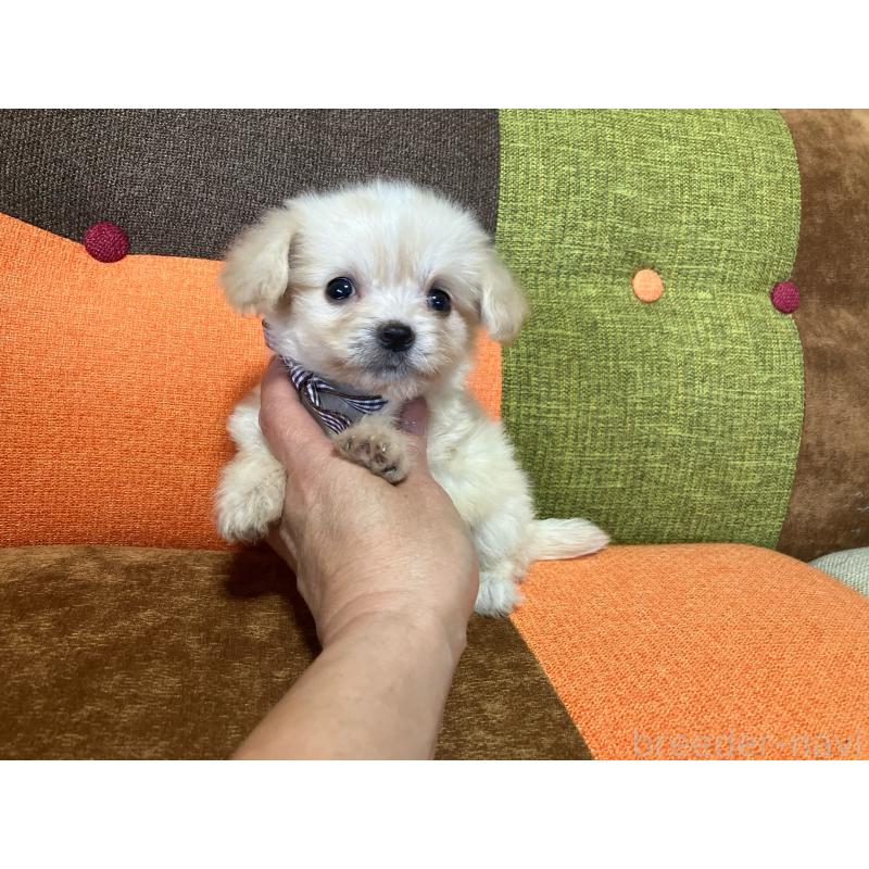 販売中の福岡県のマルプー:マルチーズ×トイプードル-422827の6枚目