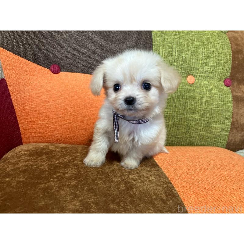 販売中の福岡県のマルプー:マルチーズ×トイプードル-422827の5枚目