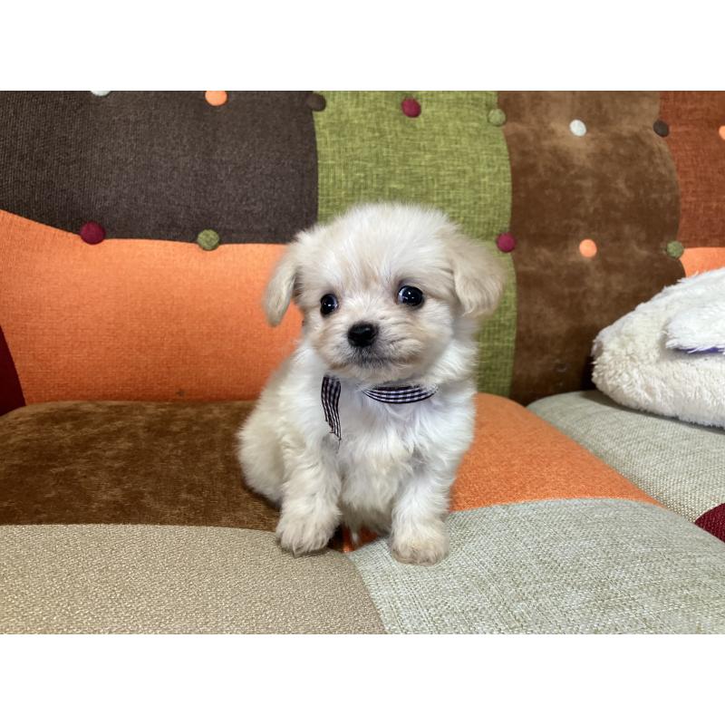 販売中の福岡県のマルプー:マルチーズ×トイプードル-422827の4枚目