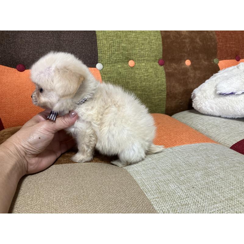 販売中の福岡県のマルプー:マルチーズ×トイプードル-422827の3枚目