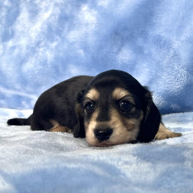 成約済の大阪府のミニチュアダックスフンド(ロングヘアード)-420111の11枚目