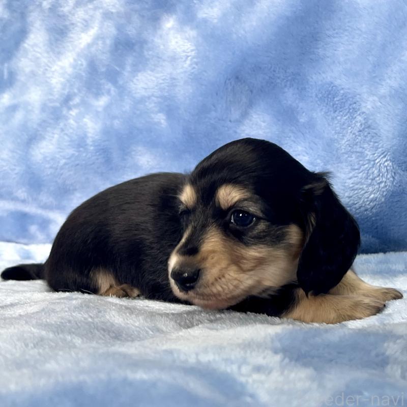 成約済の大阪府のミニチュアダックスフンド(ロングヘアード)-420111の10枚目