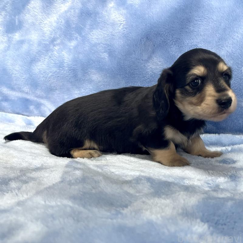 成約済の大阪府のミニチュアダックスフンド(ロングヘアード)-420111の8枚目