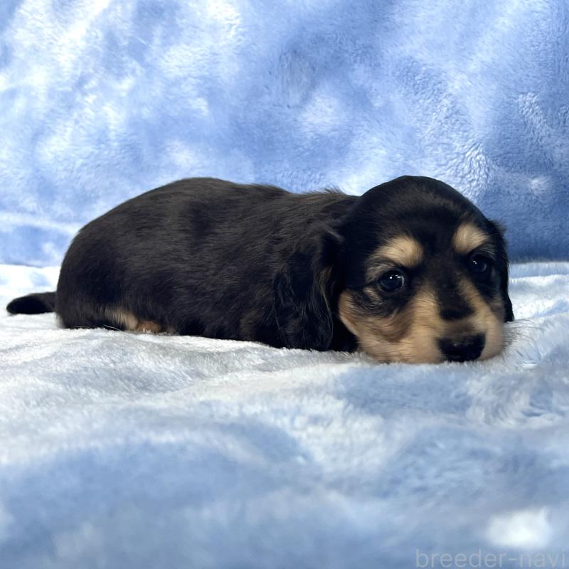 成約済の大阪府のミニチュアダックスフンド(ロングヘアード)-420111の7枚目