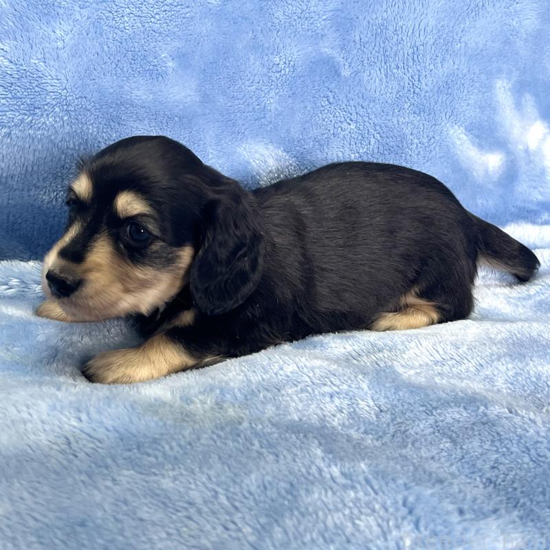 成約済の大阪府のミニチュアダックスフンド(ロングヘアード)-420111の6枚目