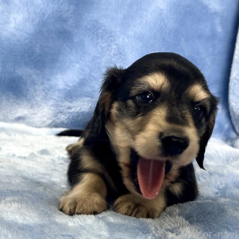 成約済の大阪府のミニチュアダックスフンド(ロングヘアード)-420111の5枚目