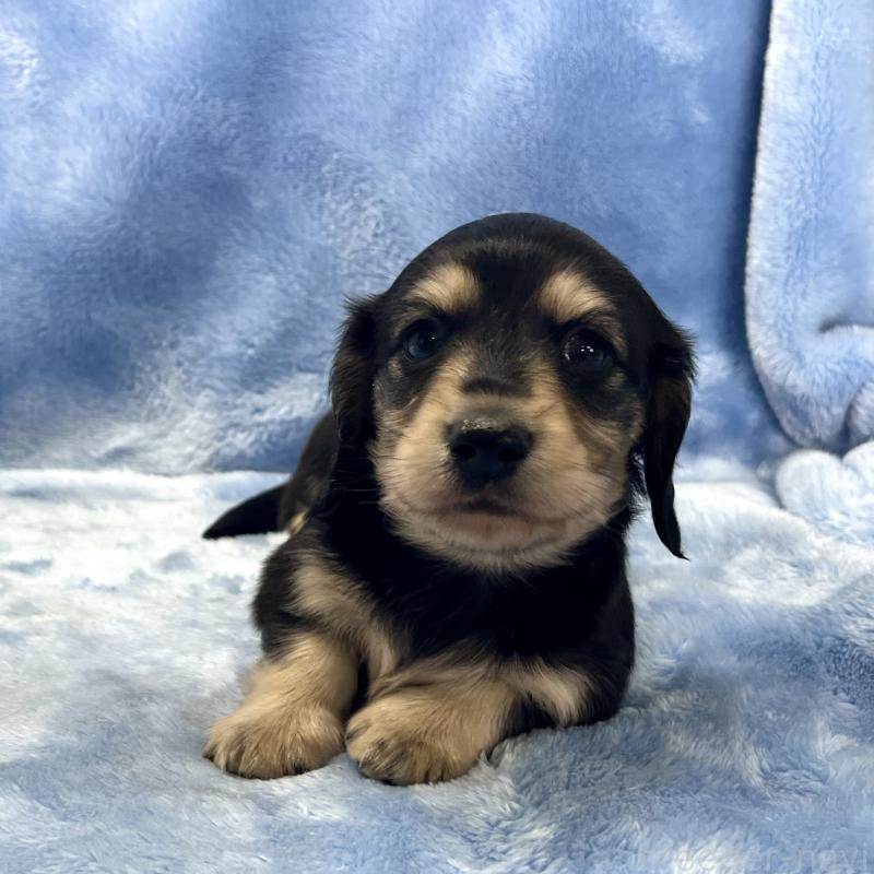 成約済の大阪府のミニチュアダックスフンド(ロングヘアード)-420111の4枚目