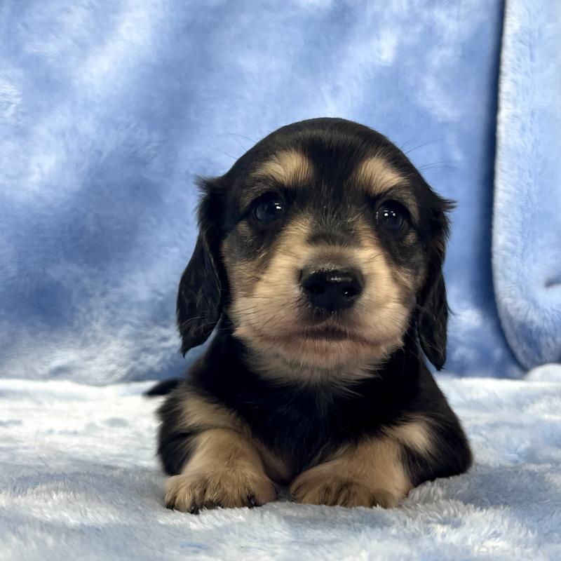 成約済の大阪府のミニチュアダックスフンド(ロングヘアード)-420111の3枚目