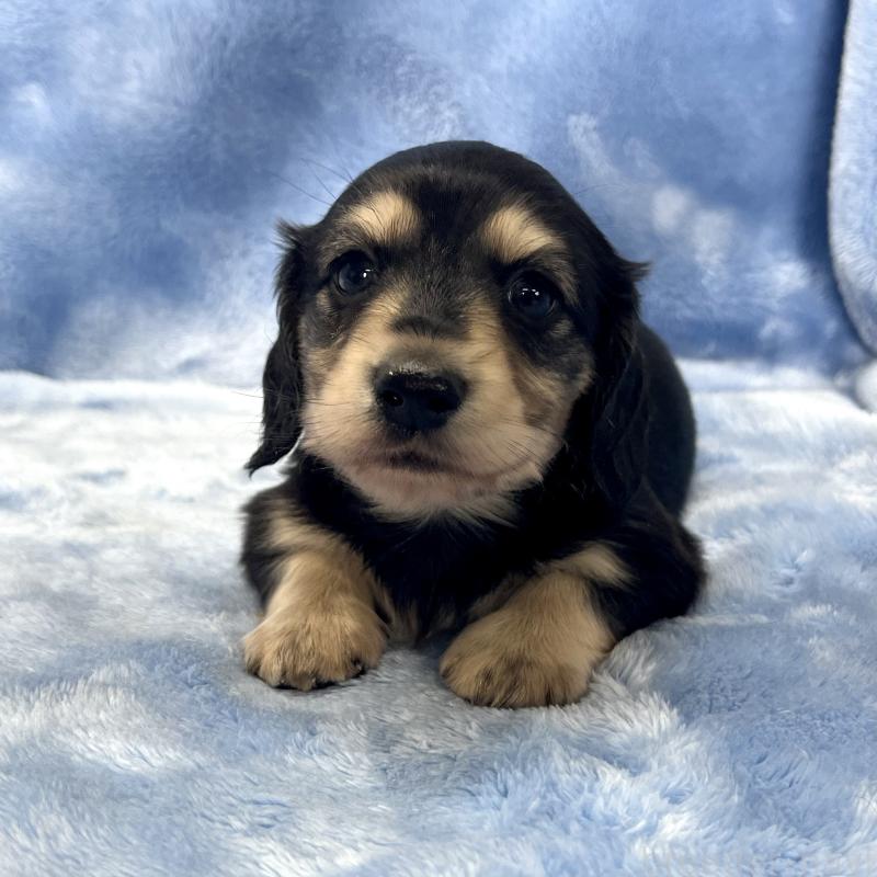 成約済の大阪府のミニチュアダックスフンド(ロングヘアード)-420111の2枚目